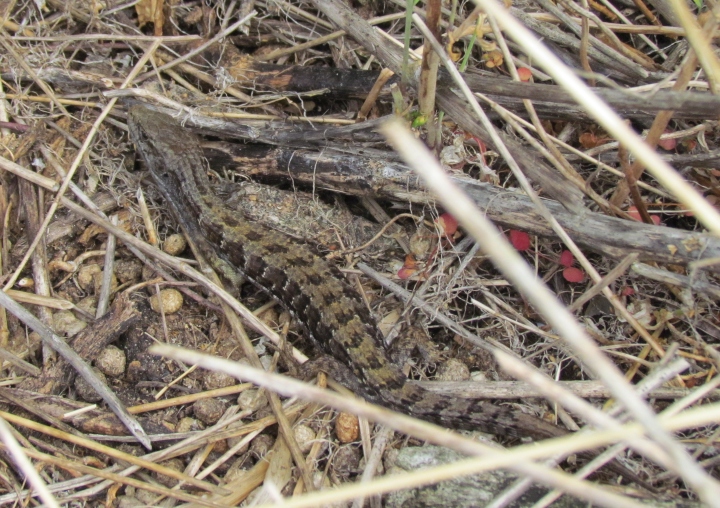 Northern Alligator Lizard